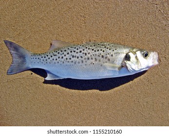 Spotted Seabass Dicentrarchus Punctatus Specie Brackish Stock Photo ...