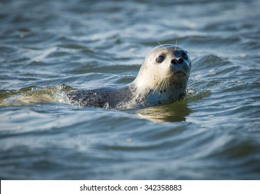 Spotted Seal, Zhupanova River