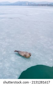 Spotted Seals (largas) Close View In Winter Near Vladivostok City, Far East Of Russia