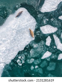 Spotted Seals (largas) Close View In Winter Near Vladivostok City, Far East Of Russia