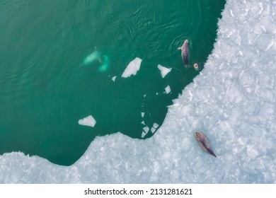 Spotted Seals (largas) Close View In Winter Near Vladivostok City, Far East Of Russia