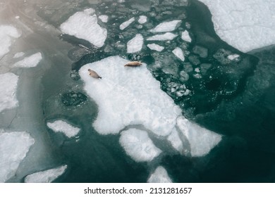 Spotted Seals (largas) Close View In Winter Near Vladivostok City, Far East Of Russia