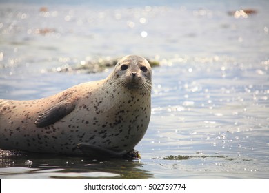 Spotted Seals In The Marine Reserve