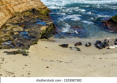 Spotted Seals On The Beach By Rocks In La Jolla San Diego California