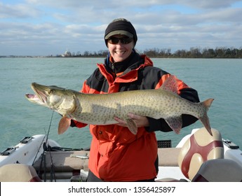 A spotted silver and olive green muskie fish being held horizonally by a woman in a red and black jacket and hat on a sunny day on the Detroit River at Lake St Clair - Shutterstock ID 1356425897