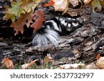 Spotted Skunk in log with fall background