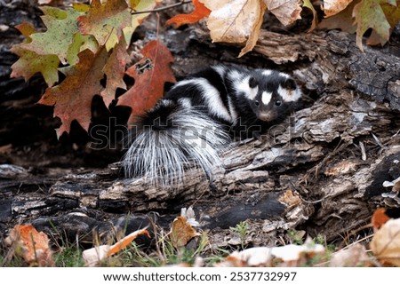 Spotted Skunk in log with fall background
