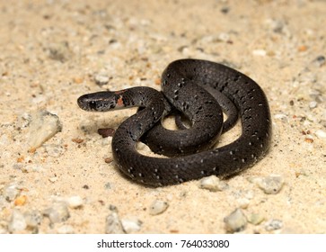 25 Mountain slug snake Images, Stock Photos & Vectors | Shutterstock