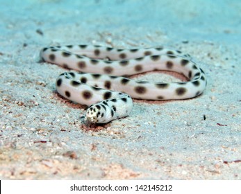 Spotted Snake Eel In Red Sea