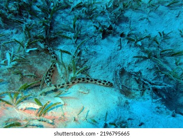 Spotted Snake Eel In Red Sea, Egypt