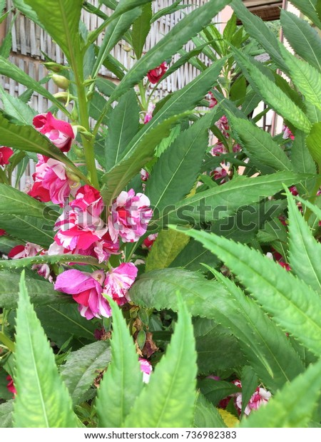 Spotted Snapweed Flower Stock Photo (Edit Now) 736982383