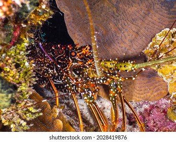 Spotted Spiny Lobster Under A Stony Coral At Night (Grand Cayman, Cayman Islands)