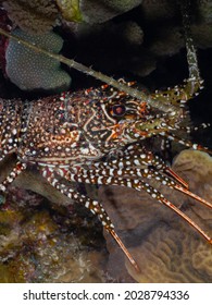 Spotted Spiny Lobster Under A Stony Coral At Night (Grand Cayman, Cayman Islands)