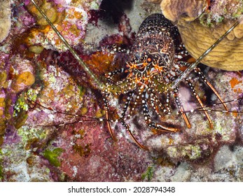 Spotted Spiny Lobster Under A Stony Coral At Night (Grand Cayman, Cayman Islands)