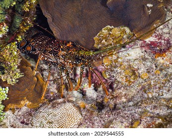 Spotted Spiny Lobster Under A Stony Coral At Night (Grand Cayman, Cayman Islands)