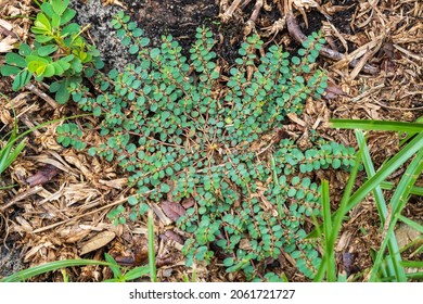 Spotted Spurge (Euphorbia Maculata) - Homosassa, Florida, USA