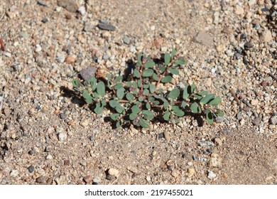 Spotted Spurge Prostrate Weed Plant Invasive Growing Closeup Close Up