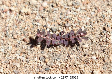 Spotted Spurge Prostrate Weed Plant Invasive Growing Closeup Close Up