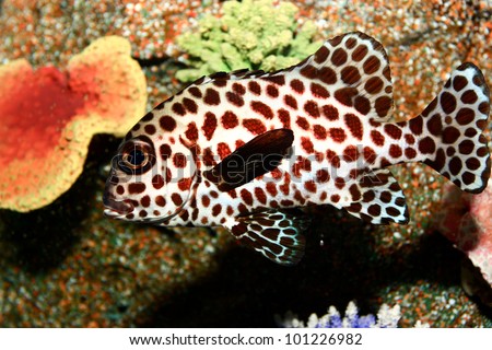 Spotted sweetlips fish
