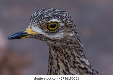 Spotted thick-knee commonly called 