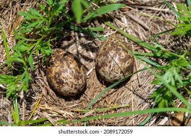 355 Spotted thick knee Images, Stock Photos & Vectors | Shutterstock