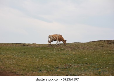 Spotted Thin Cow Is Grazing On A Hillside With A Rare Short Grass. Silhouette Of A Cow Against The Sky