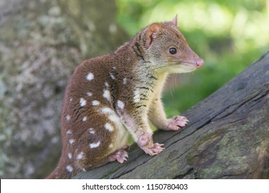 Spotted Tiger Quoll Stock Photo 1150780403 | Shutterstock