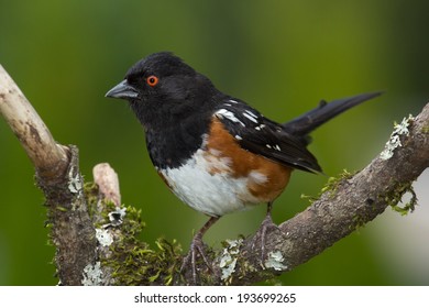 Spotted Towhee