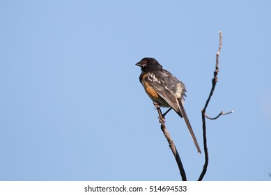 Spotted Towhee