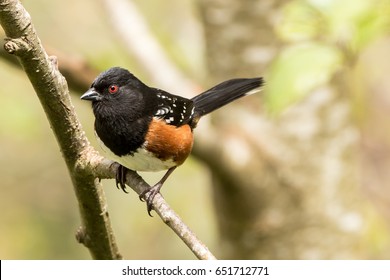 Spotted Towhee