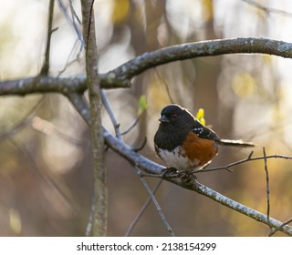 Spotted Towhee. Spotted Towhee bird perched on tree branch. Street photo, selective focus, blurred background, no people