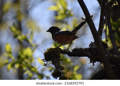 Spotted Towhee. Bird perched in a tree. Towhee in a tree.