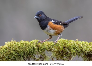 A Spotted Towhee perching on the mossy branch