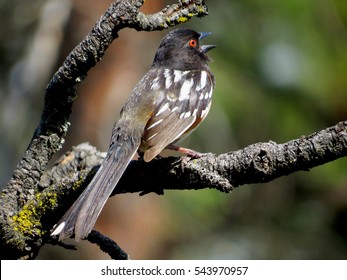 Spotted Towhee Singing