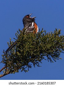 Spotted Towhee Singing On Perch