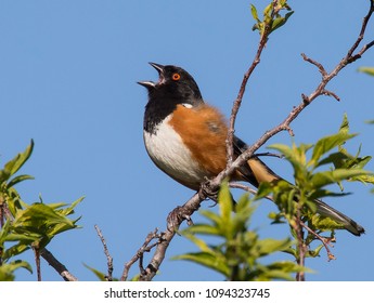 Spotted Towhee Singing In Tree