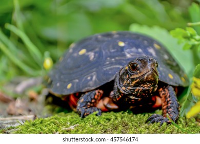 Spotted Turtle