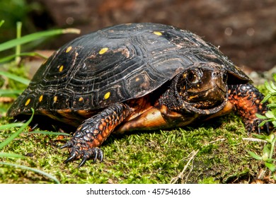 Spotted Turtle