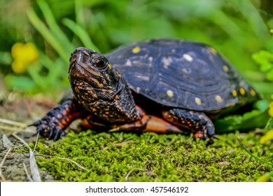 Spotted Turtle