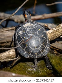 Spotted Turtle On The Lake