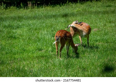 Spotted Wild Deer Grazing. Swiss National Park, Sunny Summer Day, No People.