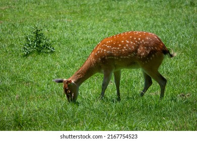 Spotted Wild Deer Grazing. Swiss National Park, Sunny Summer Day, No People.