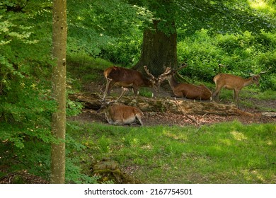 Spotted Wild Deer And Stag Resting. Swiss National Park, Sunny Summer Day, No People.