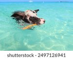 Spotted Wild Pig Swimming Off Coast of Exuma in The Bahamas - Caribbean Vacation 2024