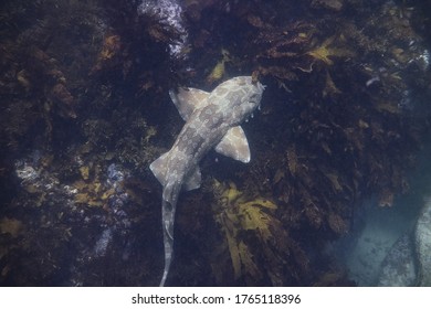 Spotted Wobbegong Foraging For A Feed Upon Sunset