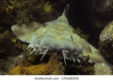 A Spotted Wobbegong Having A Rest During The Day