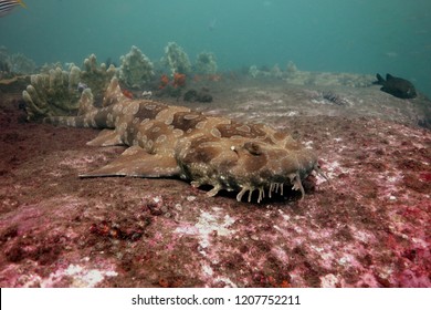 Spotted Wobbegong (Orectolobus Maculatus)