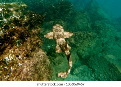 Spotted Wobbegong (Orectolobus Maculatus), Gold Coast, Australia