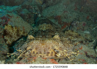 Spotted Wobbegong (Orectolobus Maculatus) Great Barrier Reef, Australia