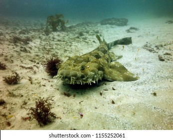 Spotted Wobbegong (Orectolobus Maculatus) Lying On The Ocean Floor